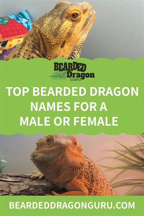 best names for bearded dragons|More.